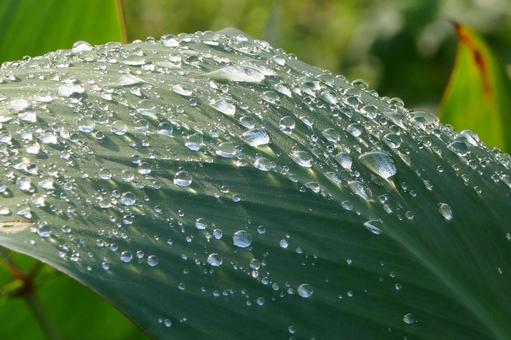水滴 植物,草,葉の写真素材