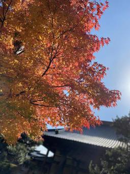 もみじ 秋 もみじ 秋の写真