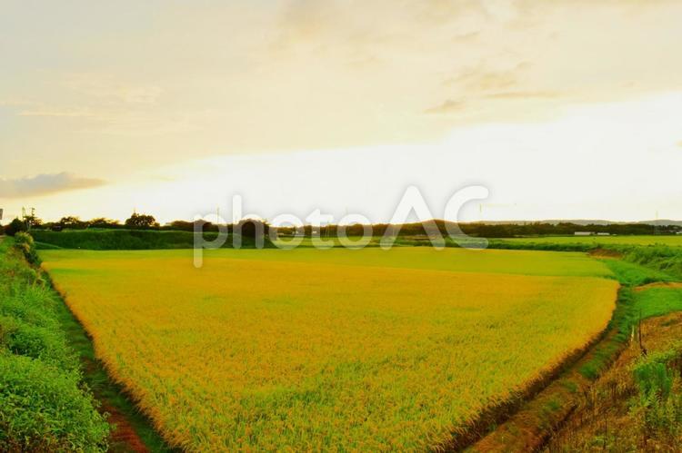 田園の夕暮れ　新潟県　5 風景,自然,景色の写真素材