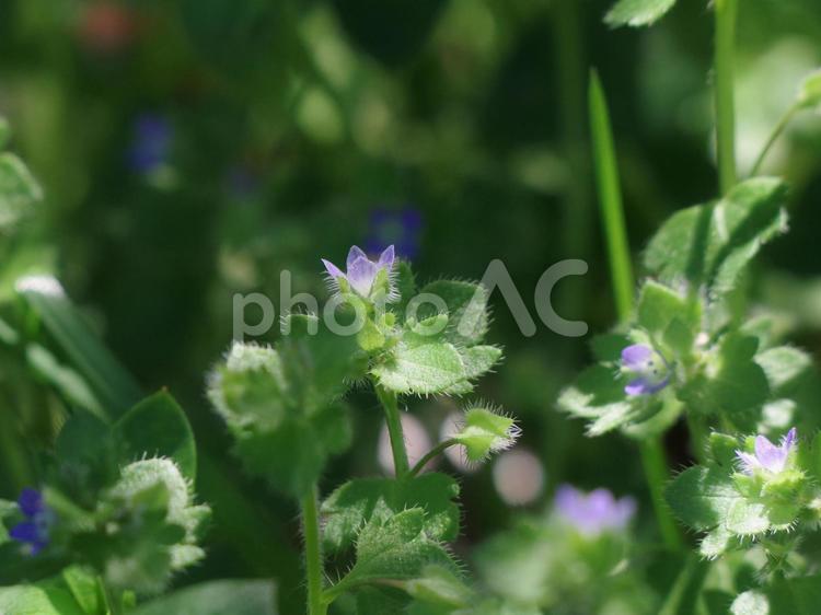 小さな花を咲かせた雑草 小さな,花,紫の写真素材