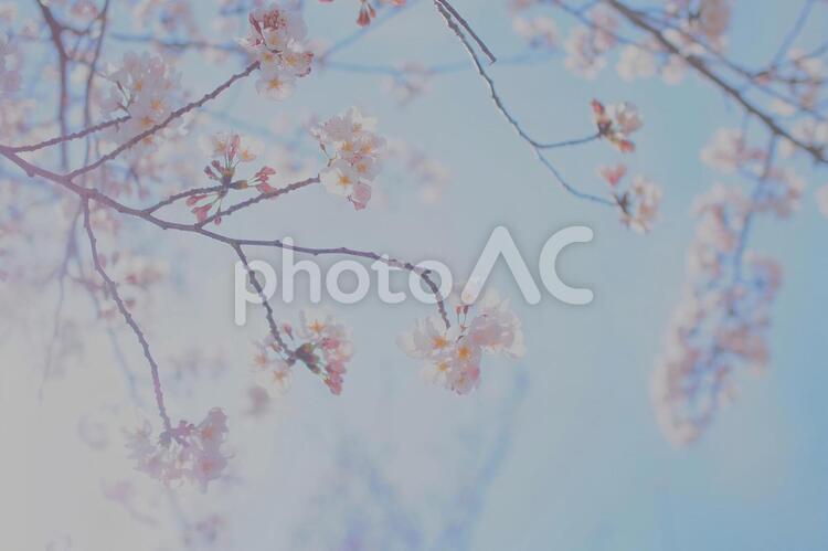 桜と光 桜,花びら,つぼみの写真素材