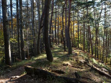 乾徳山 道満尾根 乾徳山 道満尾根 乾徳山,山梨市,奥秩父の写真素材