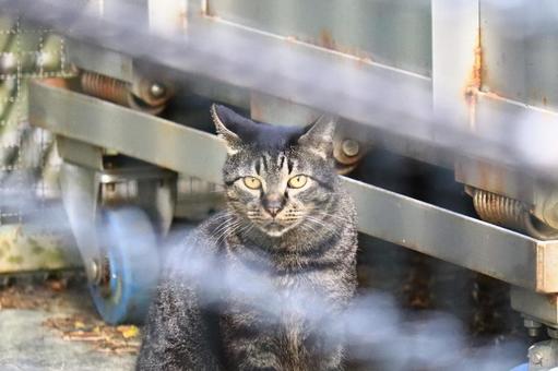 公園ネコ　沖縄県　那覇市 ネコ,キャット,ニャンコの写真素材