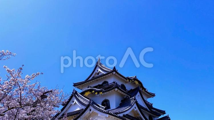 春の北近江・湖北 桜花爛漫の「国宝・彦根城」天守閣 滋賀,桜,城の写真素材