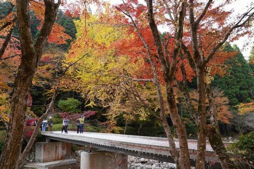川と橋と紅葉 川と橋と紅葉の写真