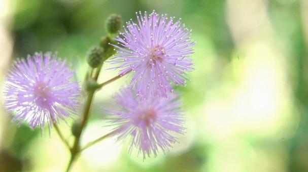 夏の花-319の写真