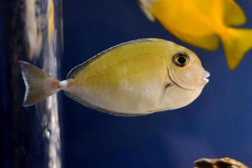 ヒメテングハギ ヒメテングハギ,魚,生き物の写真素材