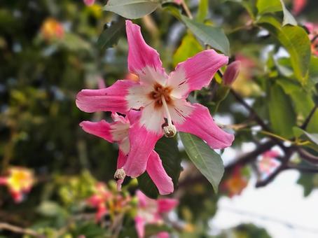 ピンクと白のトックリキワタの花 ピンクと白のトックリキワタの花の写真