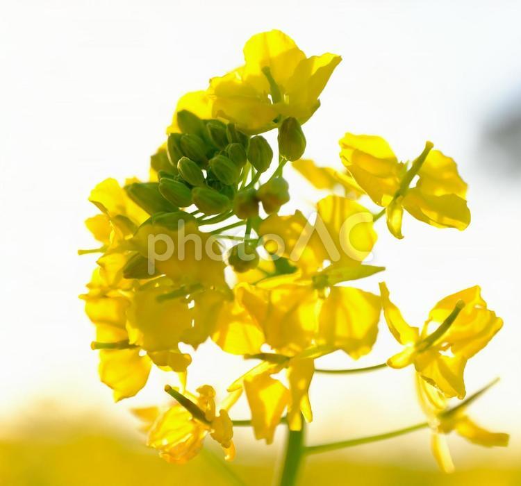 黄色い菜の花のマクロ写真 菜の花,マクロ撮影,春の写真素材
