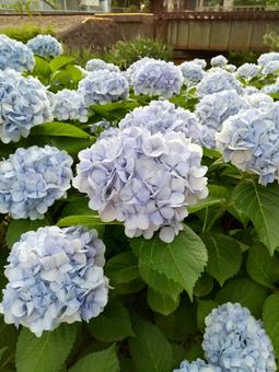 あじさい あじさいの写真