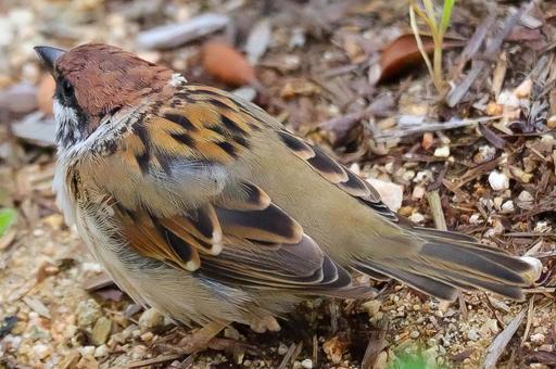 スズメ スズメ スズメ,雀,鳥の写真素材