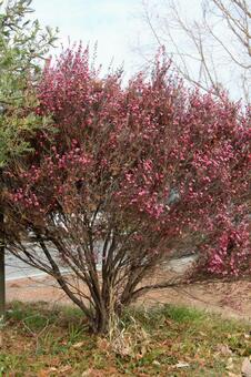 ギョリュウバイ・御柳梅　咲く風景 ギョリュウバイ,花木,鮮やかの写真素材