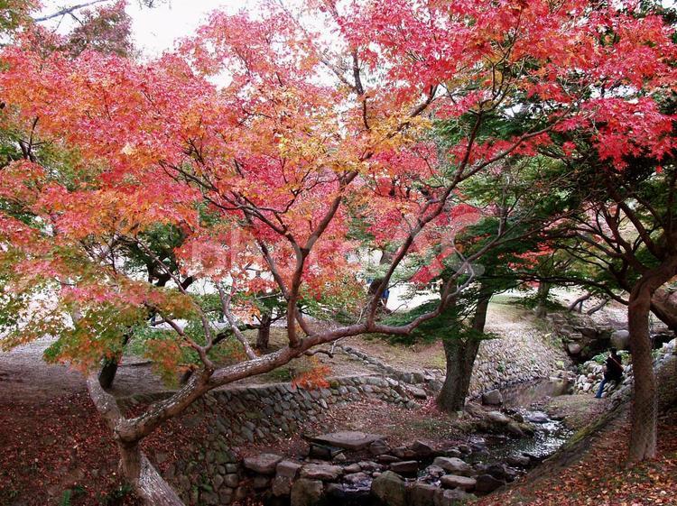 奈良公園の紅葉 秋,木,紅葉の写真素材