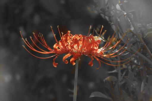 曼珠沙華 曼珠沙華の写真