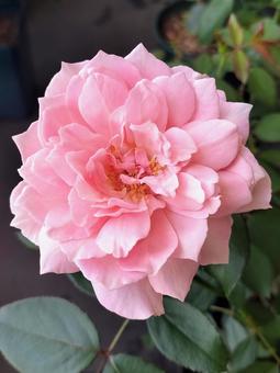ベランダのバラ・ローブデコルテ ベランダのバラ・ローブデコルテ 薔薇,バラ,ローブデコルテの写真素材