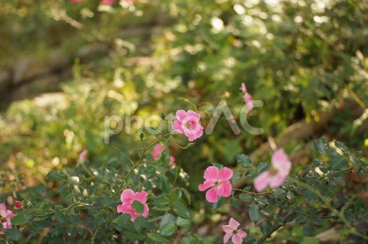 ピンクの可愛い薔薇の花 薔薇,ピンク,花の写真素材