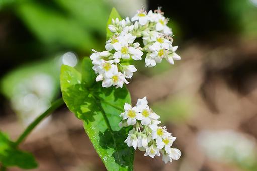 9月下旬まんのう町島ヶ峰の天空のソバの花 9月下旬まんのう町島ヶ峰の天空のソバの花 ソバ,蕎麦,花の写真素材