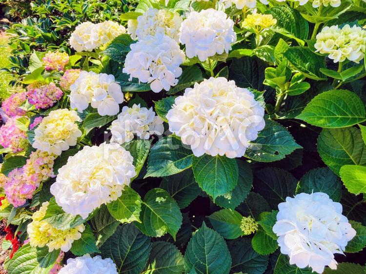 紫陽花　あじさい　アジサイ 紫陽花,あじさい,アジサイの写真素材