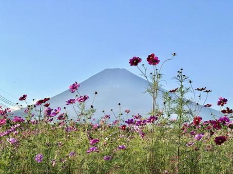 秋桜と富士山 秋桜と富士山 富士山,コスモス,秋桜の写真素材