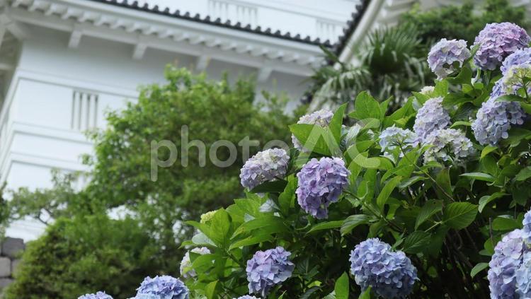 梅雨の晴れ間に紫の競演 アジサイ,あじさい,紫陽花の写真素材