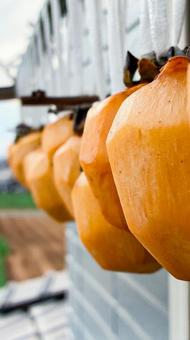 渋柿を干す① 干し柿,渋柿,柿の写真素材