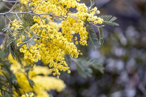 見頃を迎えたミモザのクローズアップ ミモザ,花,春の写真素材