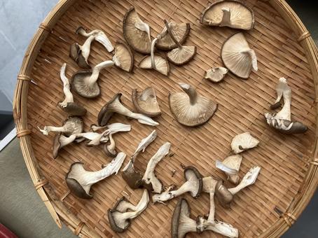 乾燥きのこ きのこ,茸,キノコの写真素材