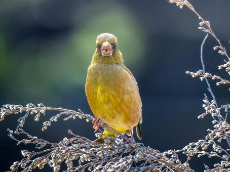 枝にとまるカワラヒワの写真