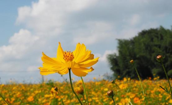 黄色い鮮やかなキバナコスモスの花 キバナコスモス,花,花畑の写真素材