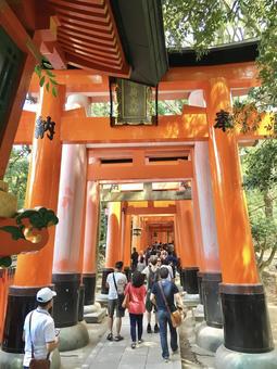 千本鳥居(伏見稲荷大社) 千本鳥居(伏見稲荷大社) 千本鳥居,伏見稲荷大社,神社の写真素材