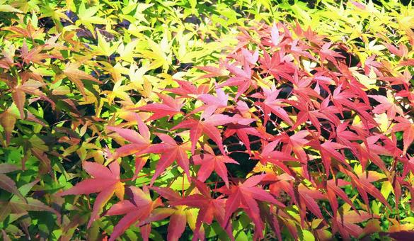 もみじの紅葉 もみじの紅葉の写真