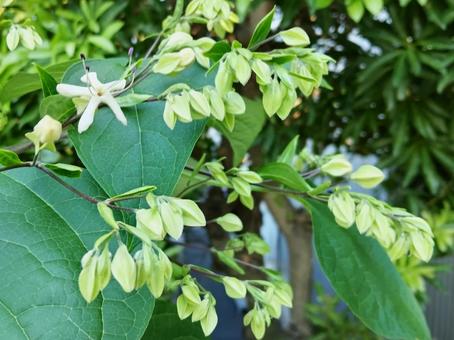 白い星のようなクサギの花 白い星のようなクサギの花の写真