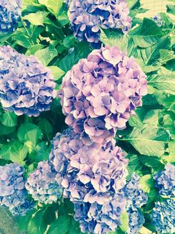 紫陽花 紫陽花の写真