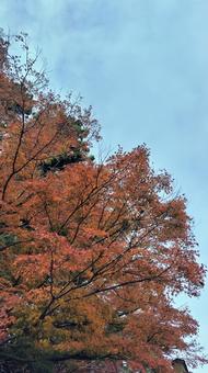紅葉6 景色,自然,山の写真素材