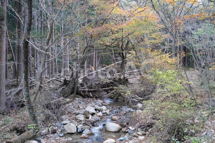 台風被害で倒れた木のある川 木,落ち葉,植物の写真素材