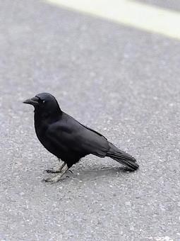 道を歩くカラス 道を歩くカラスの写真