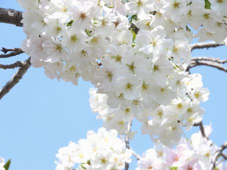 桜 桜の写真