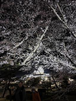 夜桜 姫路城 夜桜 姫路城の写真