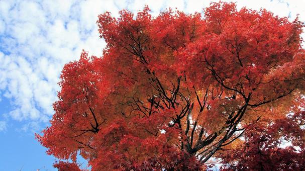 11月の河口湖畔紅葉 紅葉,秋,もみじの写真素材