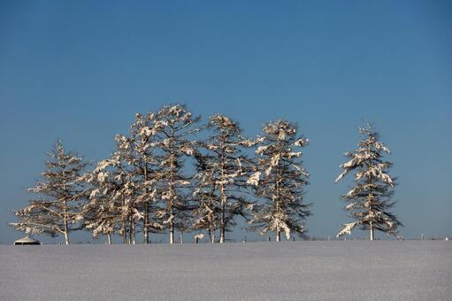 青空と白い雪を纏う樹氷した樹々 樹氷,霧氷,雪の写真素材