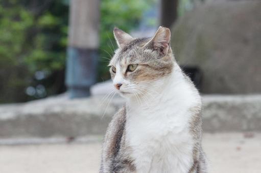 cat, JPG cat, JPG