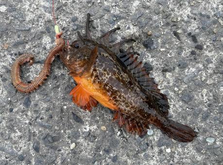 ハオコゼ ハオコゼ ハオコゼ,釣り,釣果の写真素材
