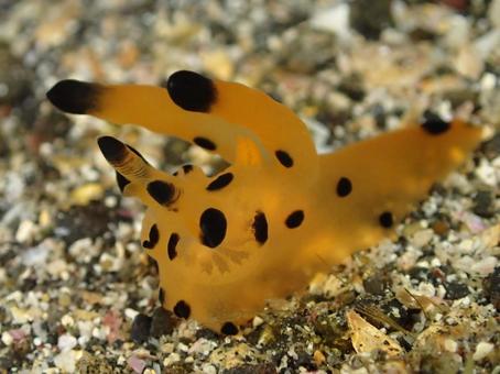 伊豆大島のカンナツノザヤウミウシ カンナツノザヤウミウシ,ウミウシ,黄色いウミウシの写真素材