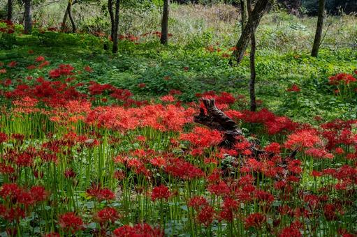 巾着田曼珠沙華公園周辺の景色 巾着田曼珠沙華公園周辺の景色 巾着田,曼珠沙華,公園の写真素材