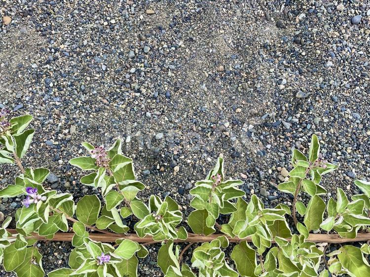 砂浜と植物 砂浜,海岸,植物の写真素材