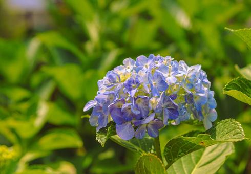 アジサイの花16 アジサイの花16の写真