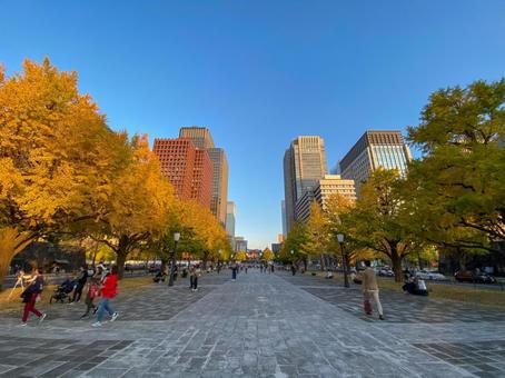 行幸通りの銀杏並木 行幸通りの銀杏並木 行幸通り,皇居,皇居外苑の写真素材