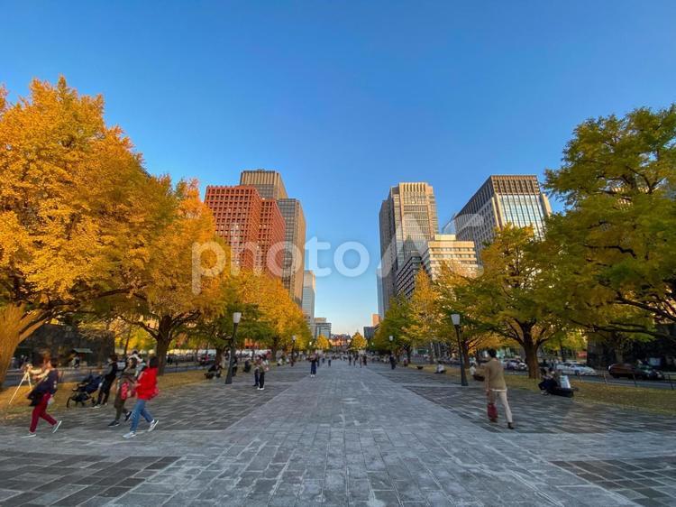 行幸通りの銀杏並木 行幸通り,皇居,皇居外苑の写真素材