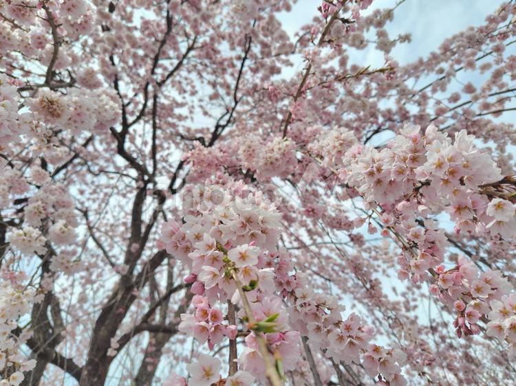 枝垂れ桜（シダレザクラ）_46 シダレザクラ,春,桜の花の写真素材