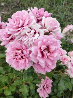 バラ バラ バラ,ローズ,花の写真素材